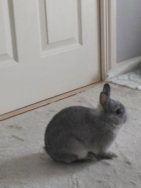 Vand Iepurasi Dragalasi Rasa Norvegiana in UK