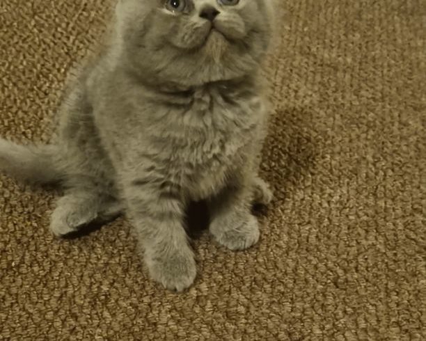 Vanzare Pisicute Scottish Short Hair in Stoke-on-Trent UK