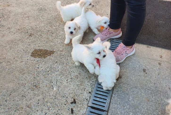 Vanzare Bichon Maltez Varsta 8 Saptamani