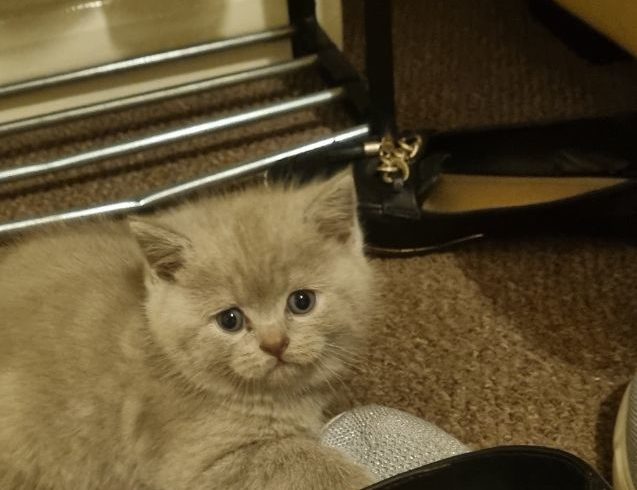 Vanzare Pisicute Scottish Short Hair in Stoke-on-Trent UK