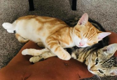 Adoptie Doua Pisicute de 5 luni in Birmingham UK