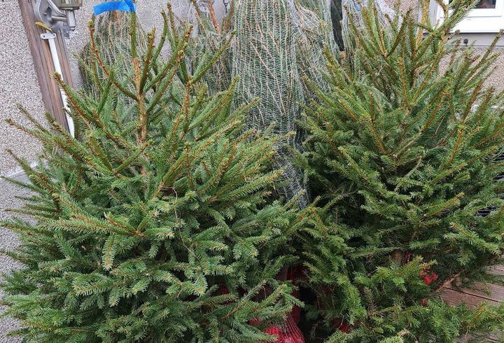 Brad Craciun in Ghiveci - Livrare Gratuita in Bexleyheath