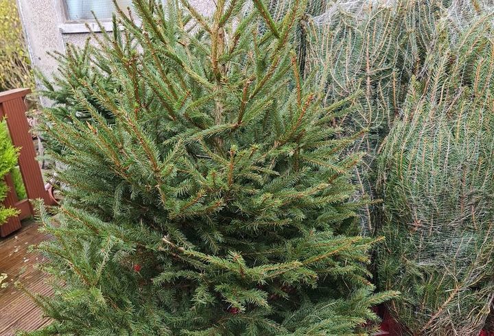 Brad Craciun in Ghiveci - Livrare Gratuita in Bexleyheath