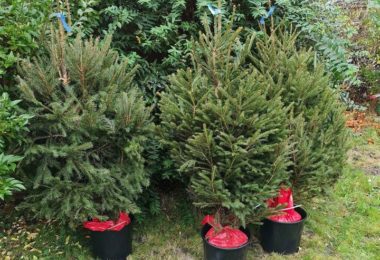 Brad Craciun in Ghiveci - Livrare Gratuita in Bexleyheath