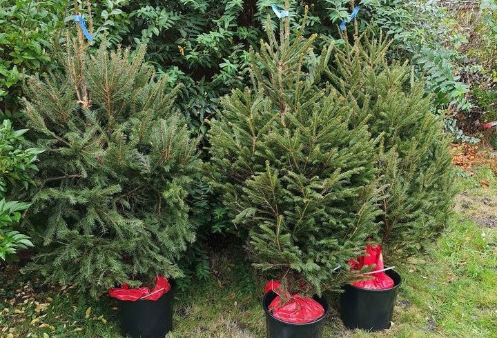 Brad Craciun in Ghiveci - Livrare Gratuita in Bexleyheath