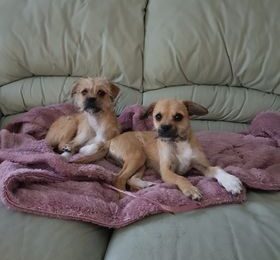 De Vanzare Doua Cateluse Jucause in Basildon Essex