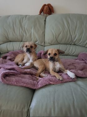 De Vanzare Doua Cateluse Jucause in Basildon Essex