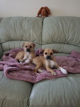 De Vanzare Doua Cateluse Jucause in Basildon Essex