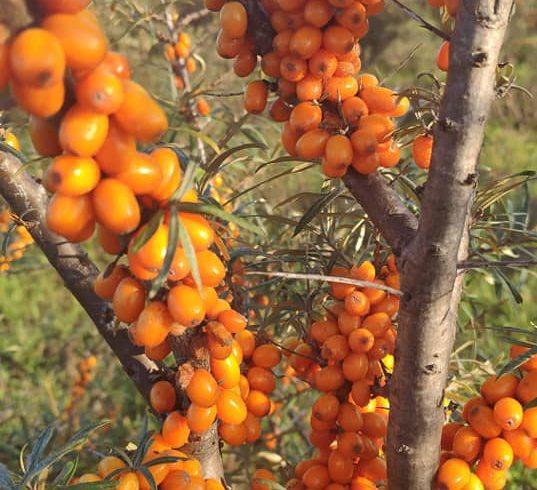 Nectar de Catina + Miere Romanesc in UK