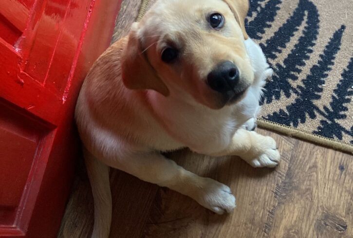 Vand Labrador Retriever Gold