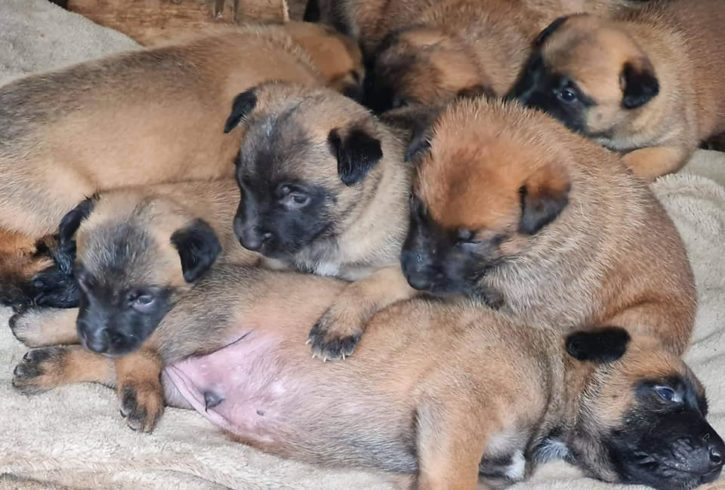 Vand Pui Ciobanesc Belgian de Malinois in Grays UK