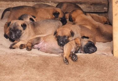 Vand Pui Ciobanesc Belgian de Malinois in Grays UK