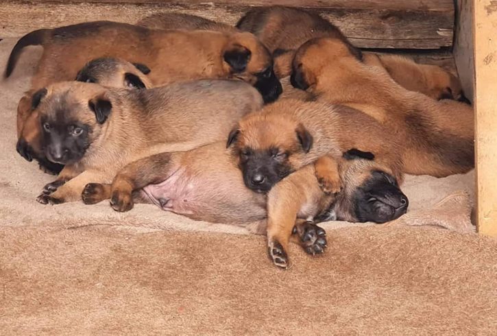 Vand Pui Ciobanesc Belgian de Malinois in Grays UK