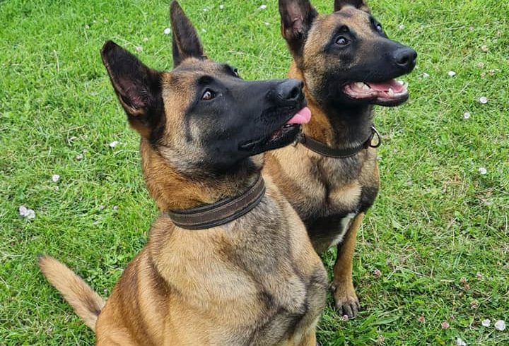 Vand Pui Ciobanesc Belgian de Malinois in Grays UK