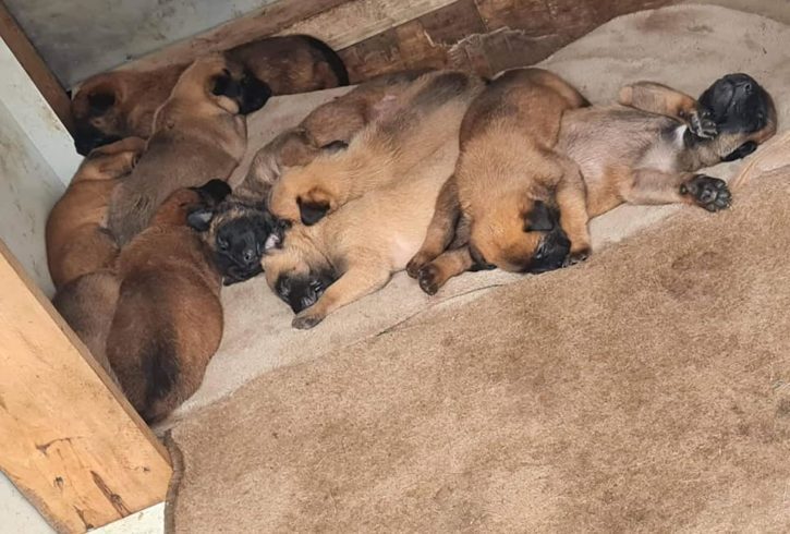 Vand Pui Ciobanesc Belgian de Malinois in Grays UK