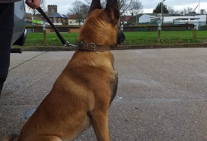 Vand Pui Ciobanesc Belgian de Malinois in Grays UK