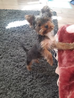 Vanzare Catelusa Yorkshire 4 Luni in Wellingborough UK