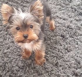 Vanzare Catelusa Yorkshire 4 Luni in Wellingborough UK