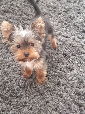 Vanzare Catelusa Yorkshire 4 Luni in Wellingborough UK