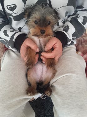 Vanzare Catelusa Yorkshire 4 Luni in Wellingborough UK