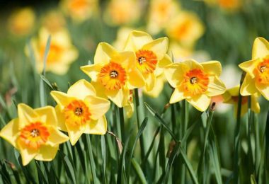 Rowe Farming UK Angajeaza Culegatori Ferma Flori