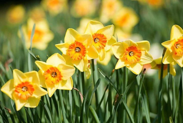 Rowe Farming UK Angajeaza Culegatori Ferma Flori